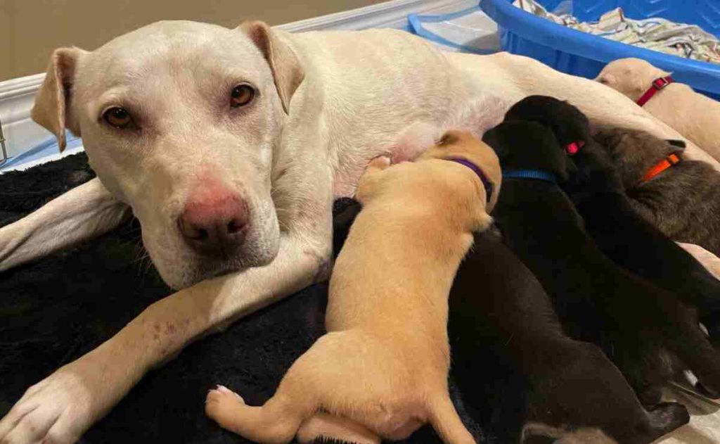 dog overprotective of baby