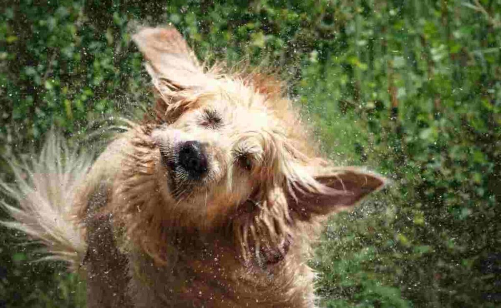 dog shaking his head a lot