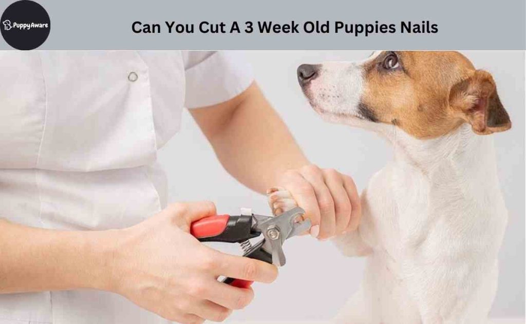 Can You Cut A 3 Week Old Puppies Nails