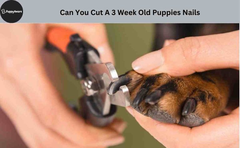 Can You Cut A 3 Week Old Puppies Nails
