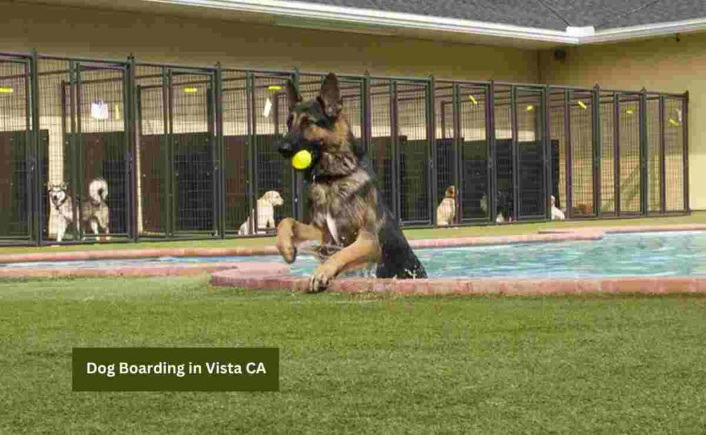 Dog Boarding in Vista CA 