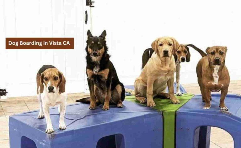 Dog Boarding in Vista CA