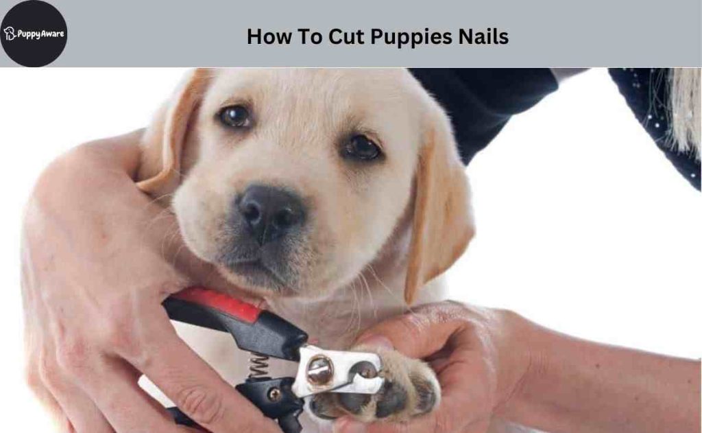 how to cut puppies nails for the first time