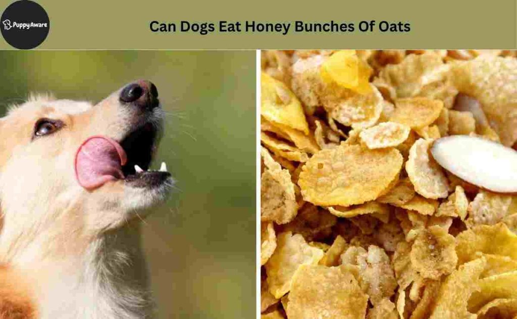 Can Dogs Eat Honey Bunches Of Oats