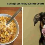 Can Dogs Eat Honey Bunches Of Oats