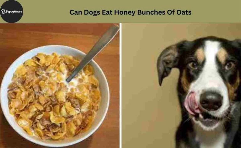 Can Dogs Eat Honey Bunches Of Oats