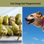 Can Dogs Eat Pepperoncini