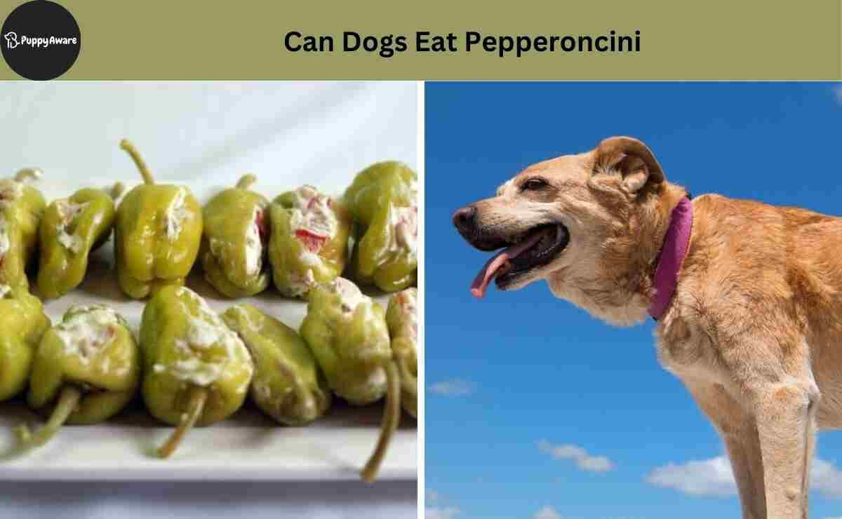 Can Dogs Eat Pepperoncini