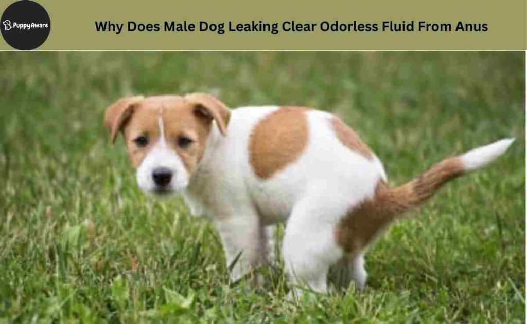 Male Dog Leaking Clear Odorless Fluid From Anus