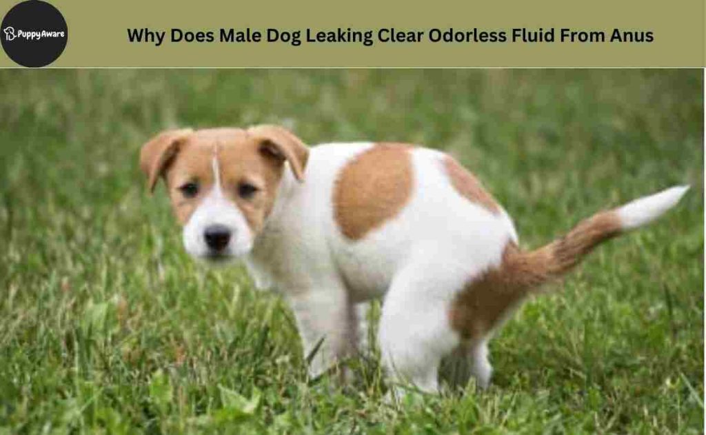 Why Does Male Dog Leaking Clear Odorless Fluid From Anus? Puppy Aware