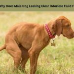 Male Dog Leaking Clear Odorless Fluid From Anus
