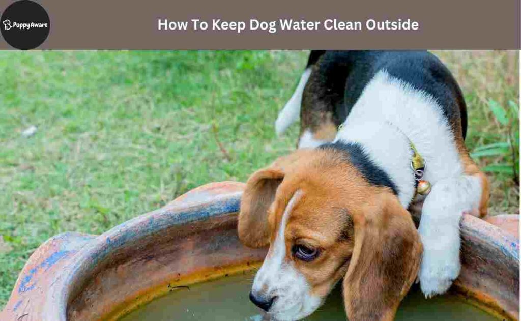 How To Keep Dog Water Clean Outside