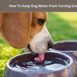 How To Keep Dog Water From Turning Green