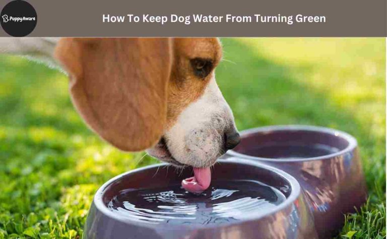 How To Keep Dog Water From Turning Green