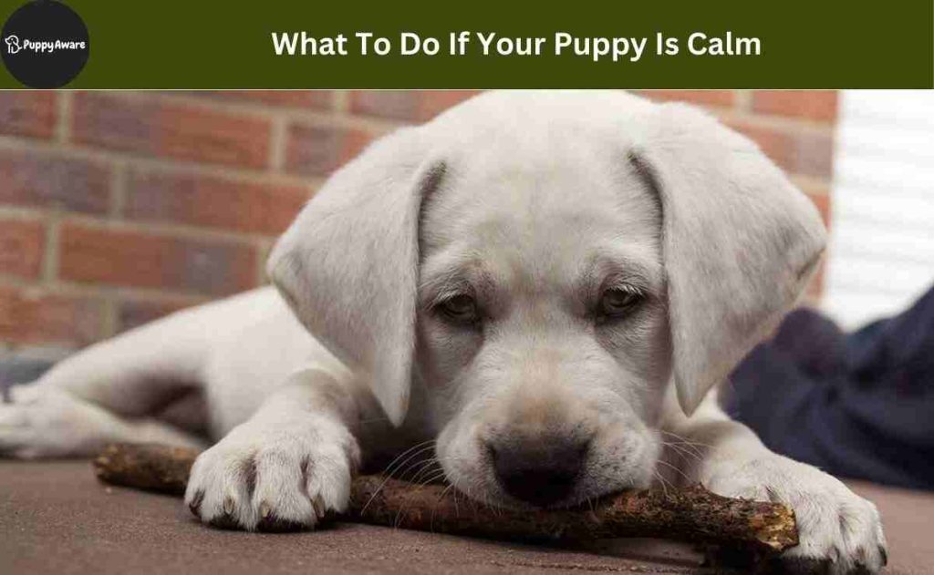 What To Do If Your Puppy Is Calm