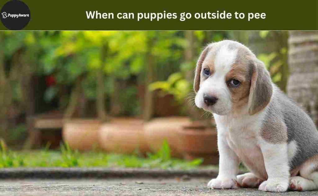 when can puppies go outside to pee