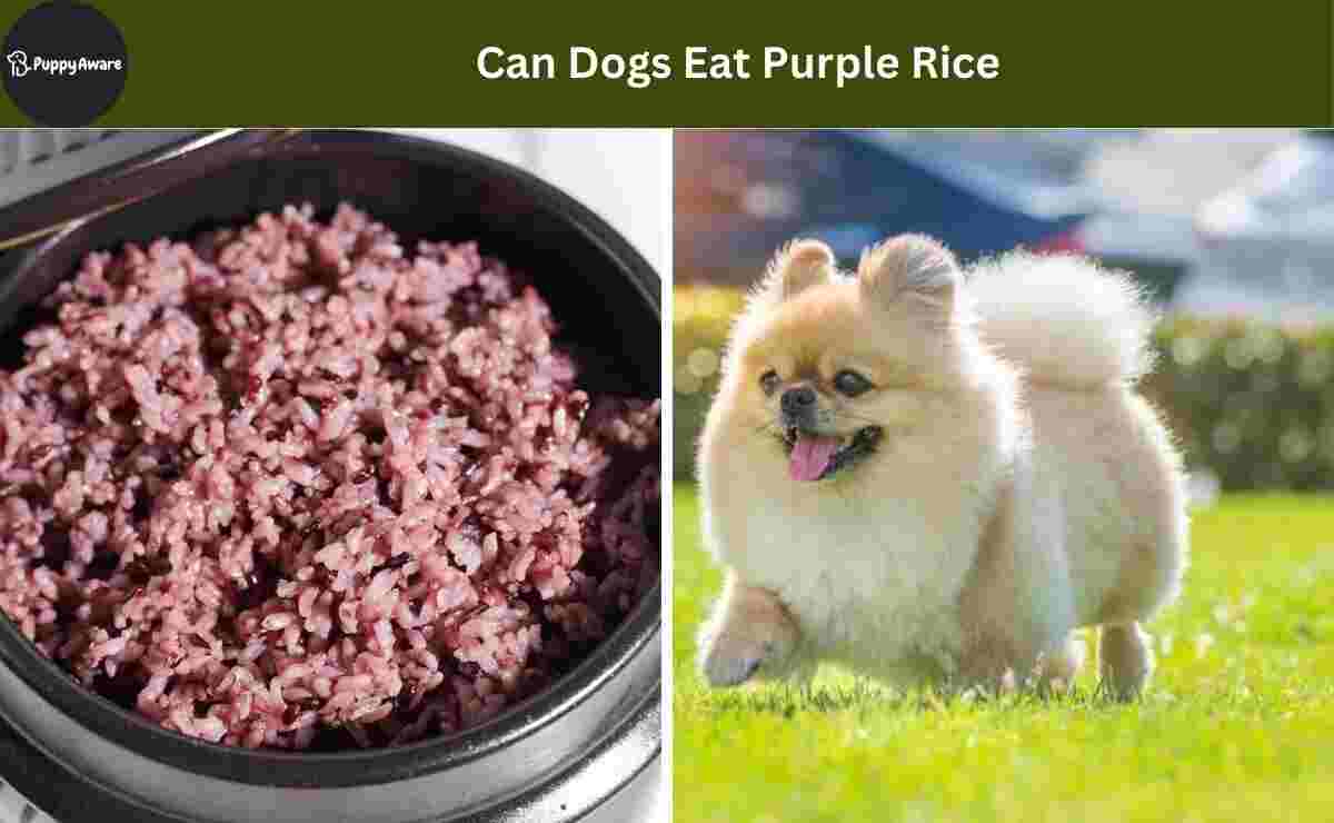Can Dogs Eat Purple Rice