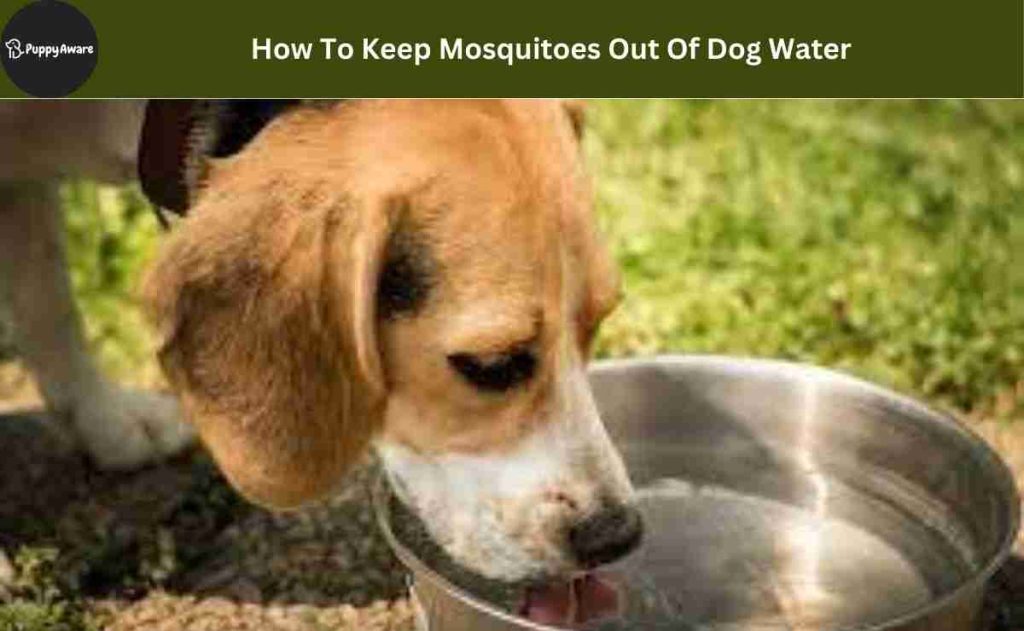 How To Keep Mosquitoes Out Of Dog Water