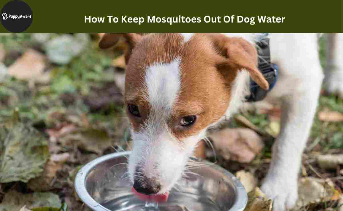 How To Keep Mosquitoes Out Of Dog Water