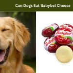 Can Dogs Eat Babybel Cheese