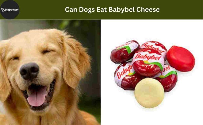 Can Dogs Eat Babybel Cheese