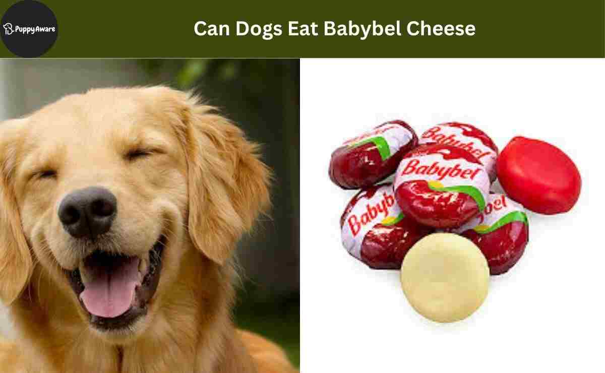 Can Dogs Eat Babybel Cheese