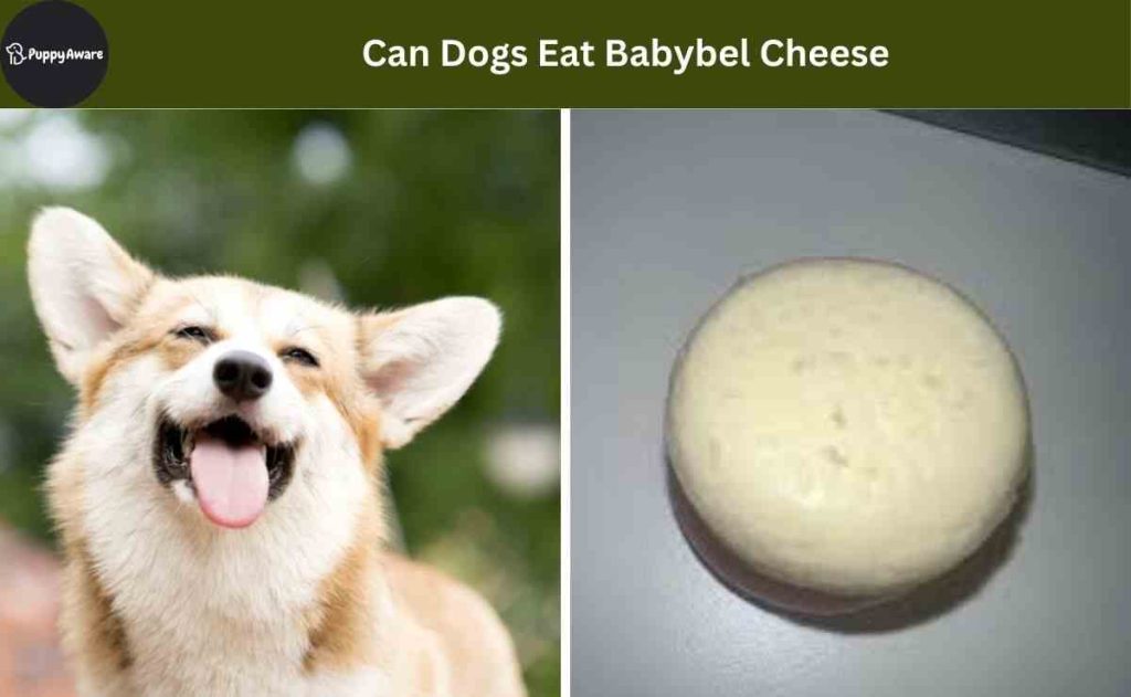 Can Dogs Eat Babybel Cheese