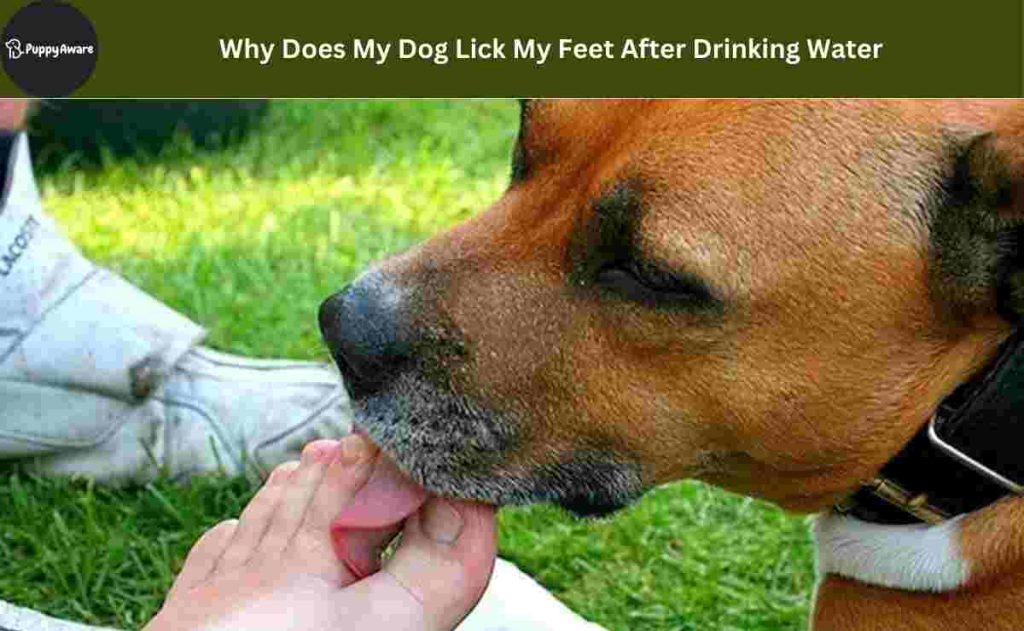 Why Does My Dog Lick My Feet After Drinking Water