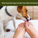 Why Does My Dog Lick My Feet After Drinking Water