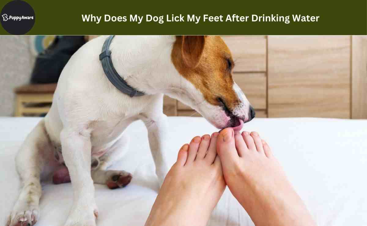 Why Does My Dog Lick My Feet After Drinking Water