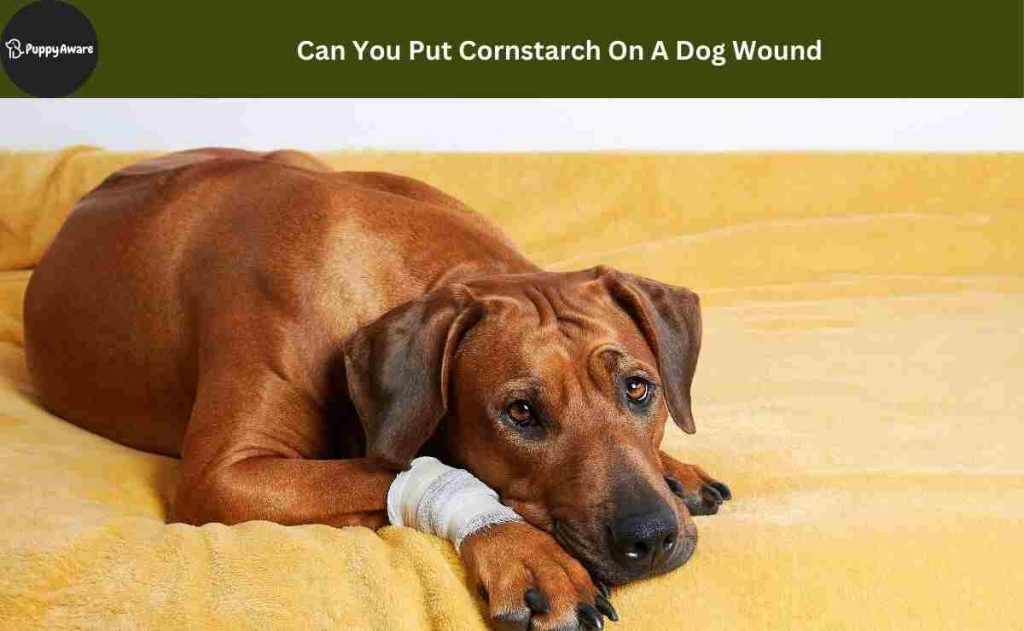 Can You Put Cornstarch On A Dog Wound