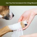 Can You Put Cornstarch On A Dog Wound