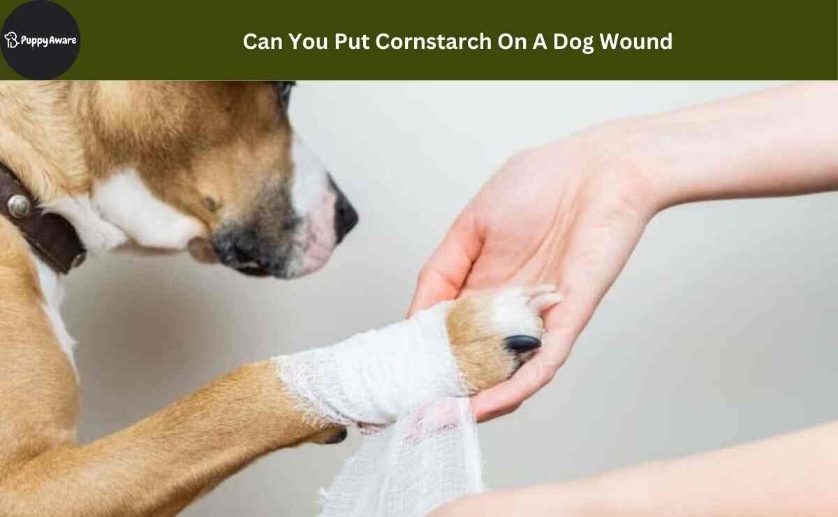 Can You Put Cornstarch On A Dog Wound