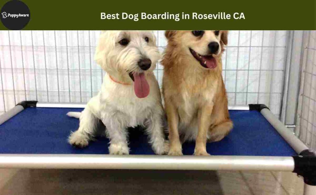 Dog Boarding in Roseville CA