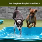 Dog Boarding in Roseville CA