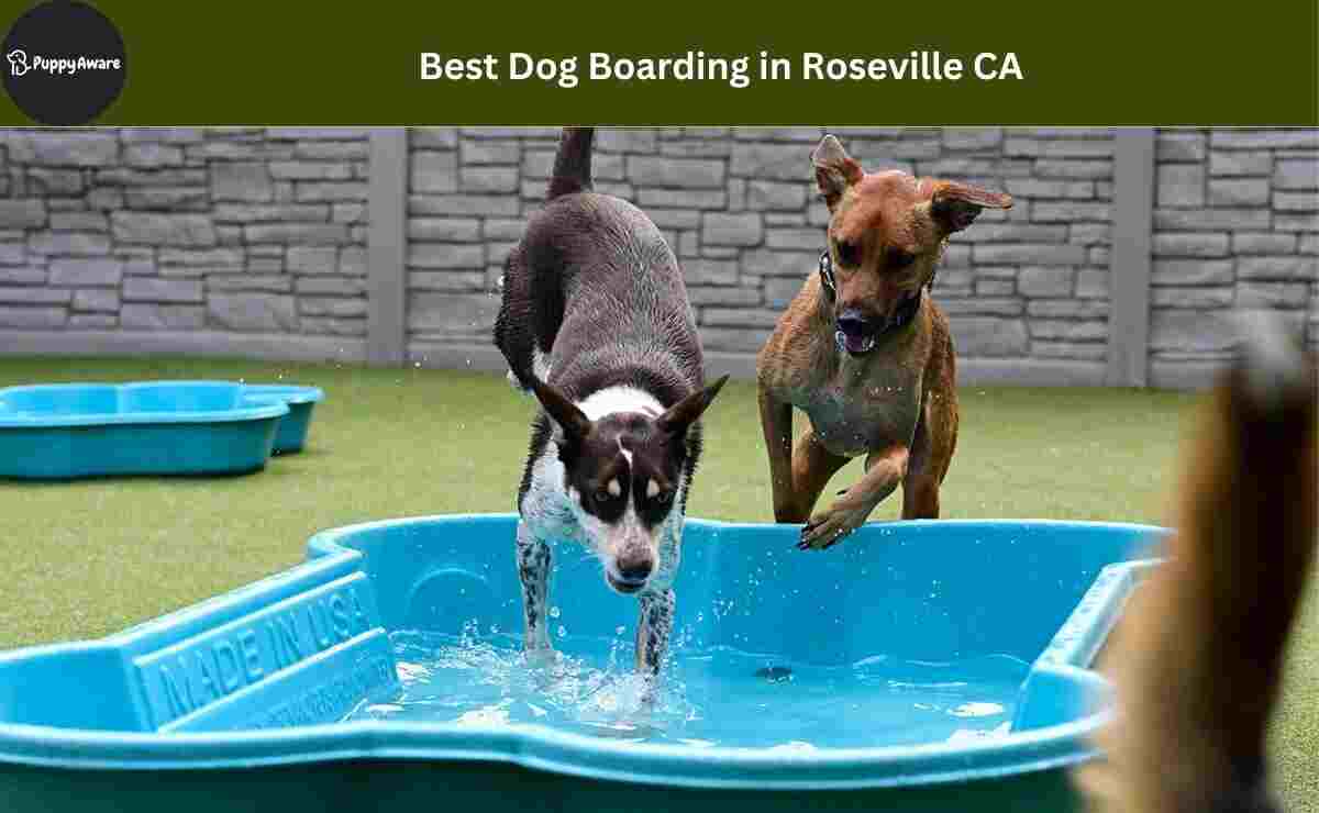 Dog Boarding in Roseville CA