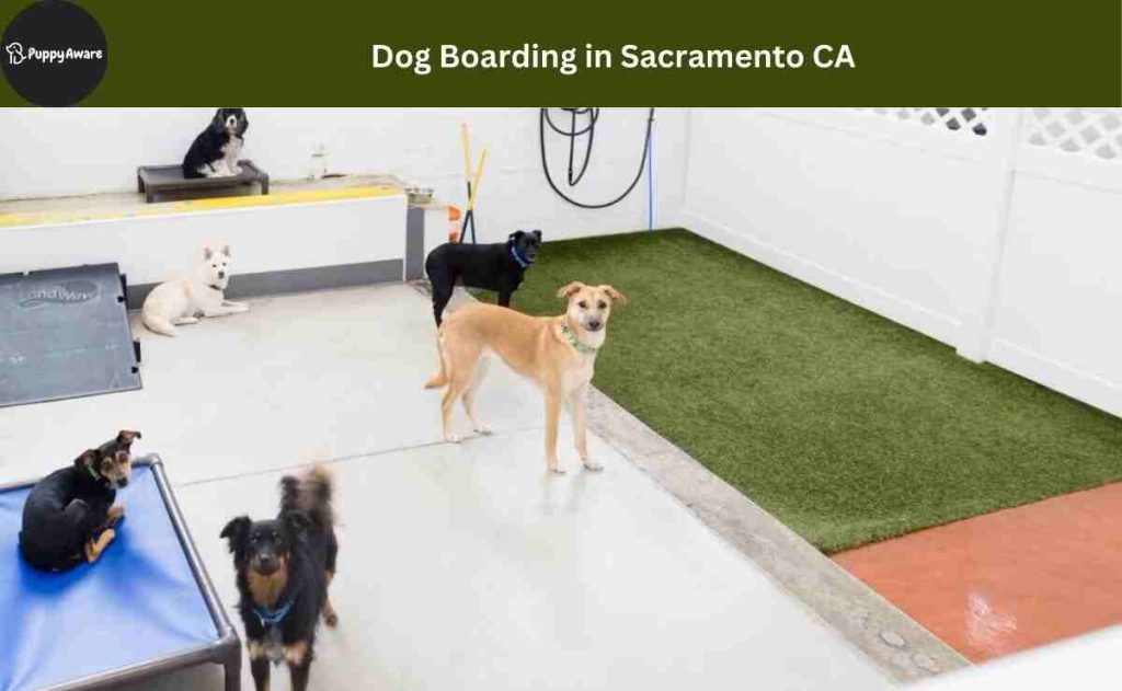 Dog Boarding in Sacramento CA