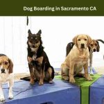 Dog Boarding in Sacramento CA