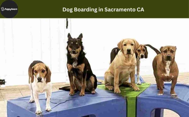 Dog Boarding in Sacramento CA