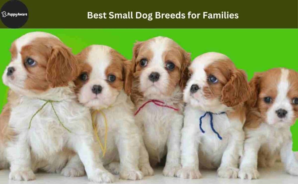 Best Small Dog Breeds for Families