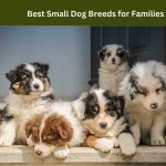 Best Small Dog Breeds for Families