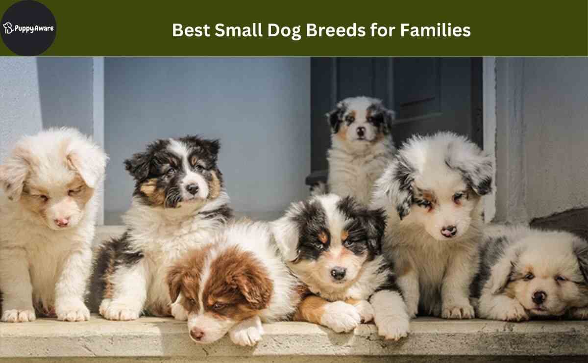 Best Small Dog Breeds for Families