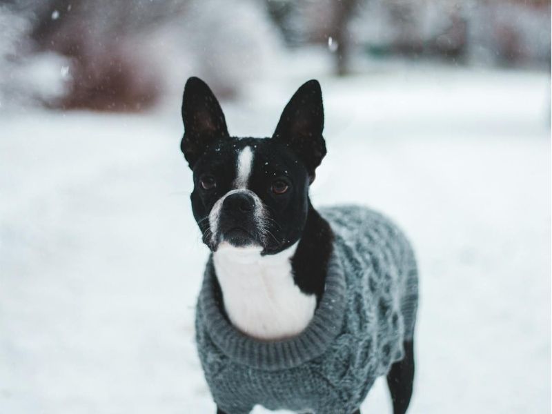 Boston Terrier