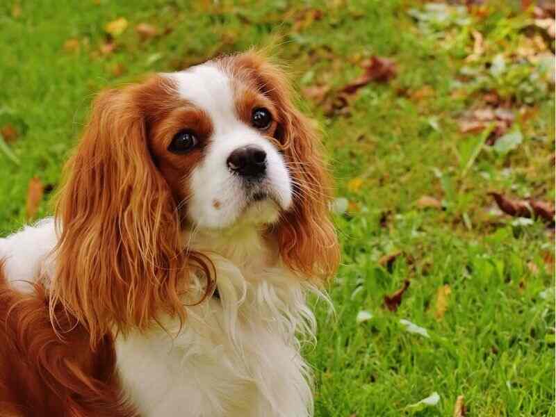 Cavalier King Charles Spaniel