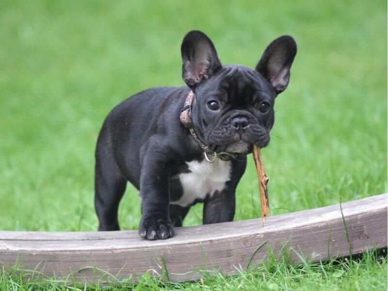 French Bulldog