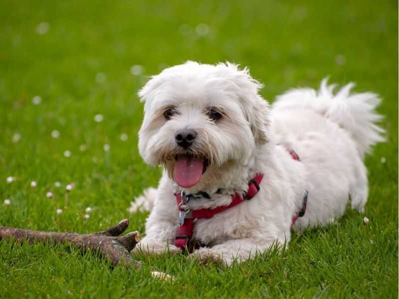 Havanese