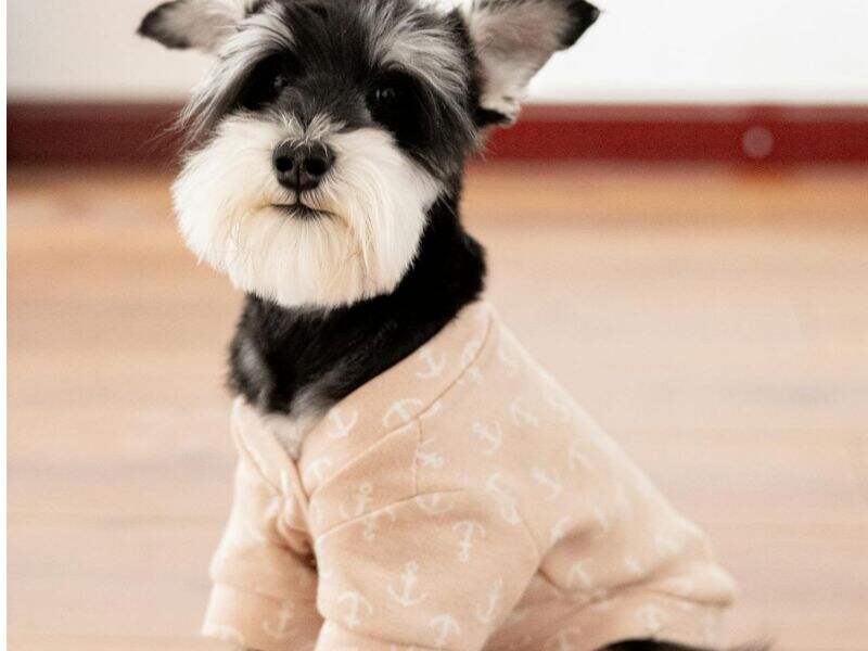 Miniature Schnauzer