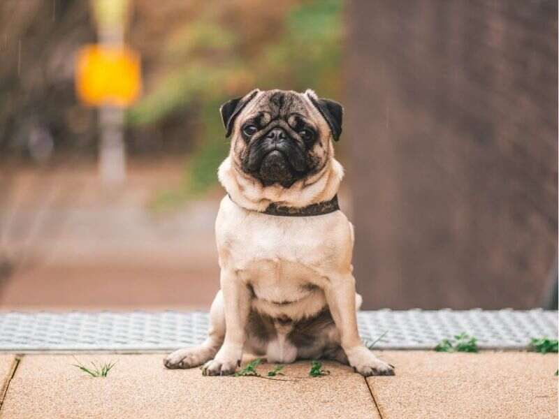 Pug