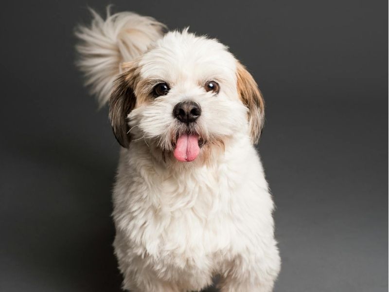 Shih Tzu