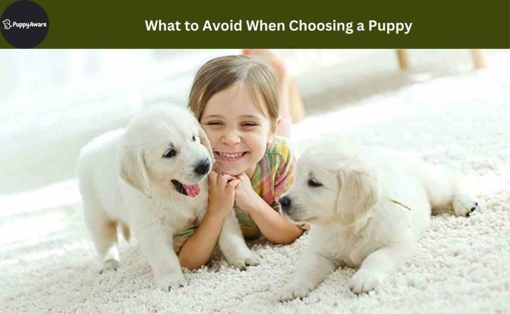 What to Avoid When Choosing a Puppy